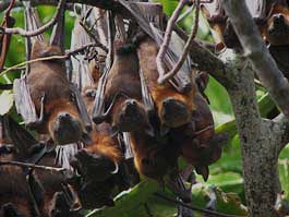 red bats 265x200