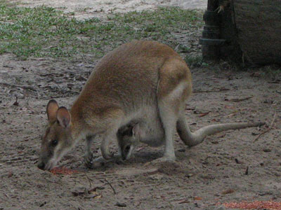 agile wallaby