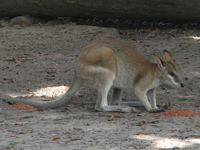 agile wallaby2