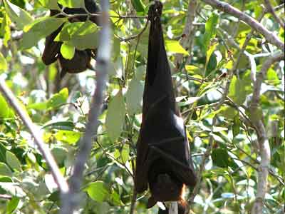 blackbatsolo
