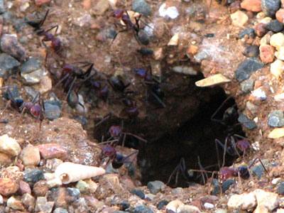 bullants