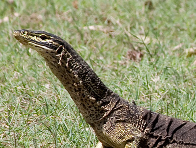 goanna