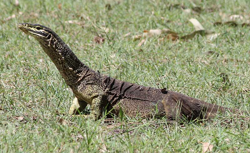 goanna3