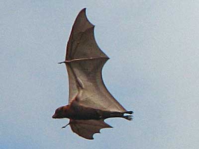 lrfbflying