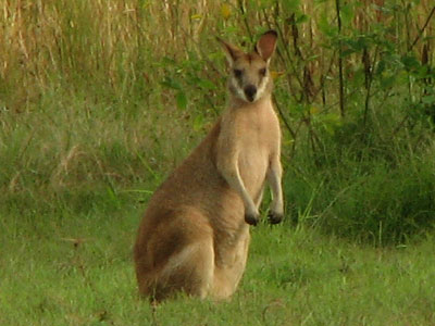 redneckedwallaby