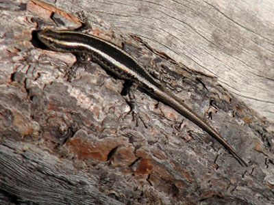 skink