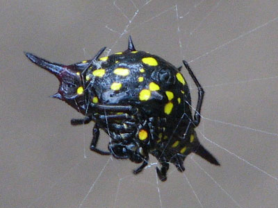 spider1