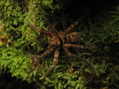 spider3