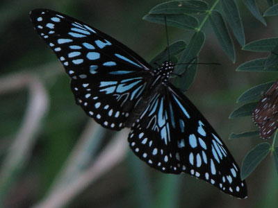 bluetiger