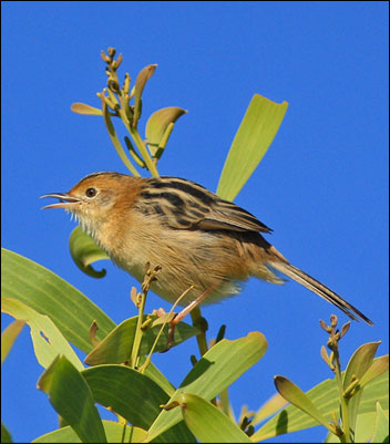 Golden headed cisticolabb
