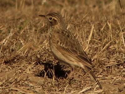australianpipit