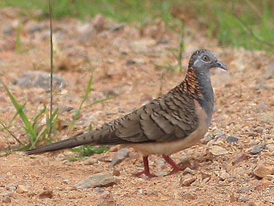 bar shouldered dove
