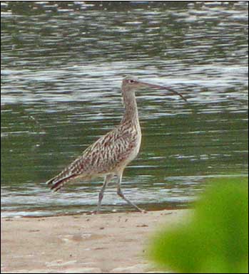 beach curlew