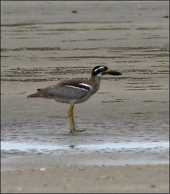 beach stone curlew