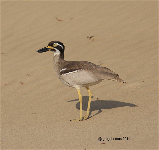 beach stone curlew2