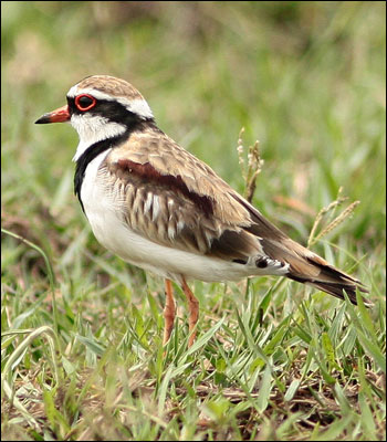 black fronted dotterel