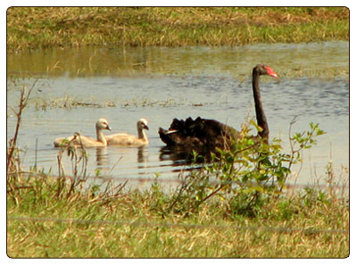 blackswan
