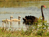 blackswansmall