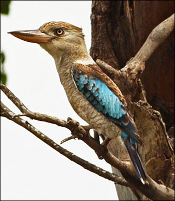 blue winged kooka