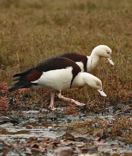 burdekinduckbb