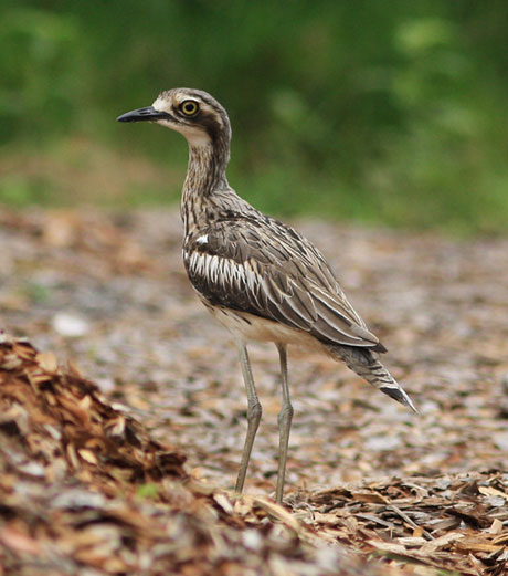 bush stone curlew