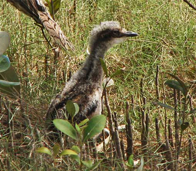 bush stone curlewchick
