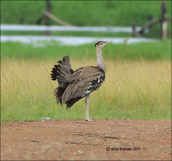 bustard2
