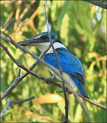 collared kingfisher