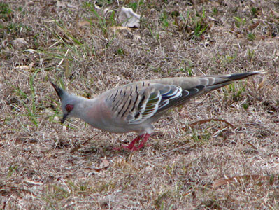 crested pigeon400w
