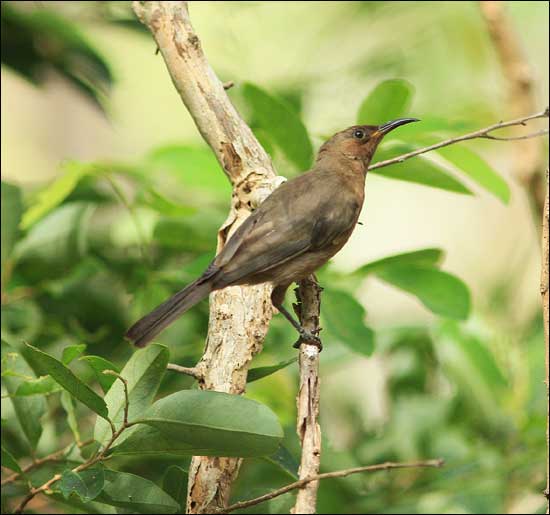 dusky honeyeater46