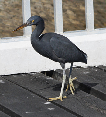 eastern reef egretbb