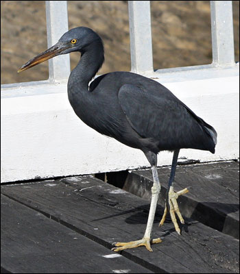 eastern reef egretmm