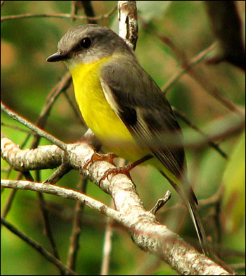 eastyellowrobin2