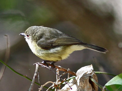 fairy gerygone
