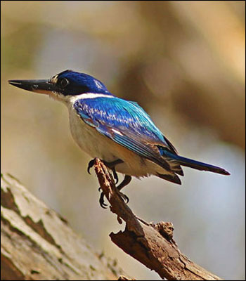forestkingfisher