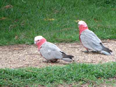 galah400w