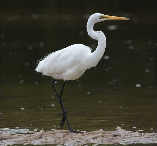 great egret