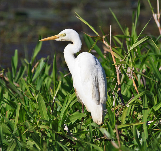 intermediate egret