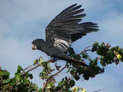 juv black cocky 400x300