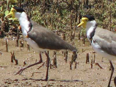 lapwing