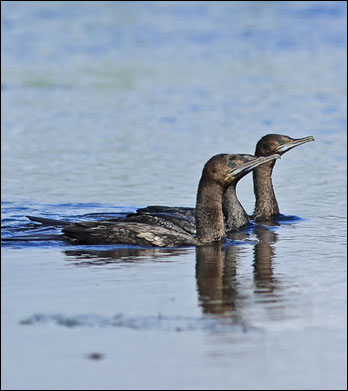 lb cormorant