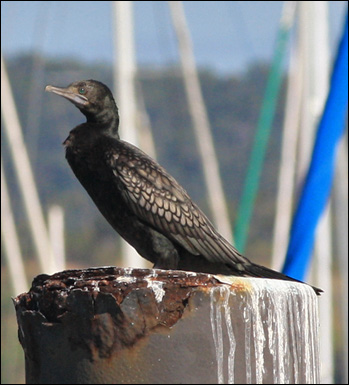 lb cormorantbb