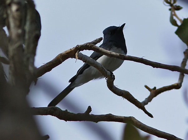 leadflycatcher