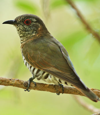 little bronze cuckoo