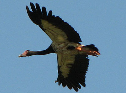 magpiegoose