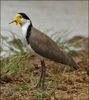masked lapwing