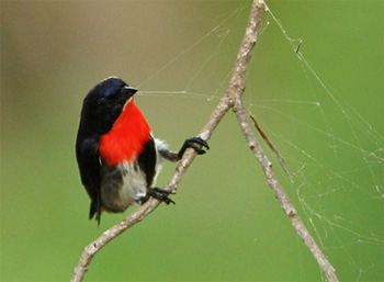 mistletoebird3