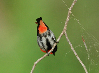 mistletoebird4