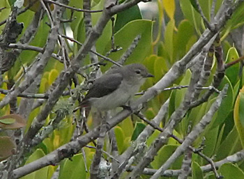 mistletoebirdfem