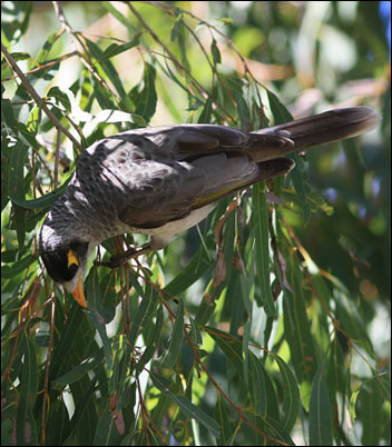 noisy miner